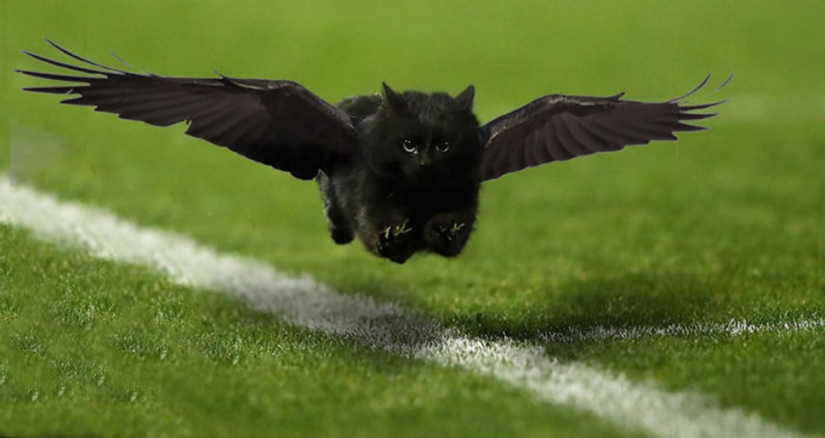A black cat jumped onto the field during a rugby match and became a hero of the photojab