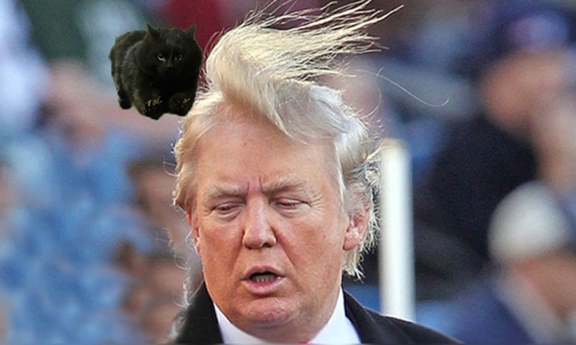 A black cat jumped onto the field during a rugby match and became a hero of the photojab