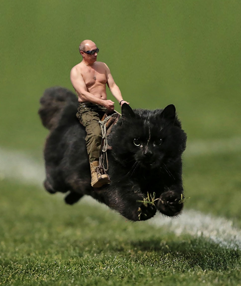 A black cat jumped onto the field during a rugby match and became a hero of the photojab