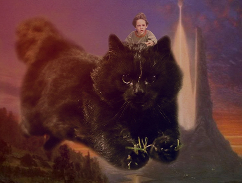 A black cat jumped onto the field during a rugby match and became a hero of the photojab