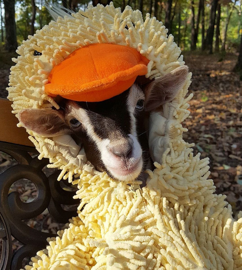 A blind goat suffering from anxiety can only calm down in its favorite duck costume A blind goat suffering from anxiety can only calm down in its favorite duck costume