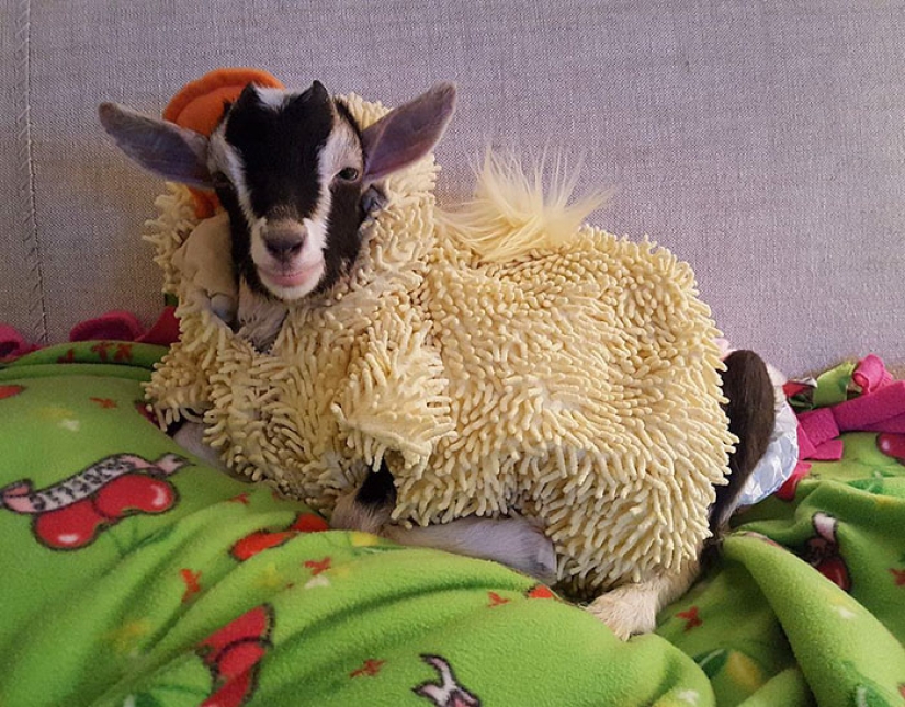 A blind goat suffering from anxiety can only calm down in its favorite duck costume A blind goat suffering from anxiety can only calm down in its favorite duck costume