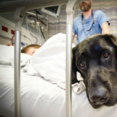 A boy with autism can only be helped by his dog friend