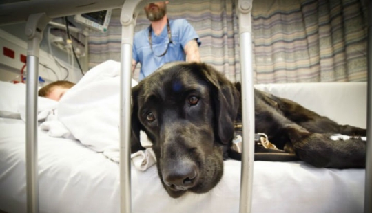 A boy with autism can only be helped by his dog friend