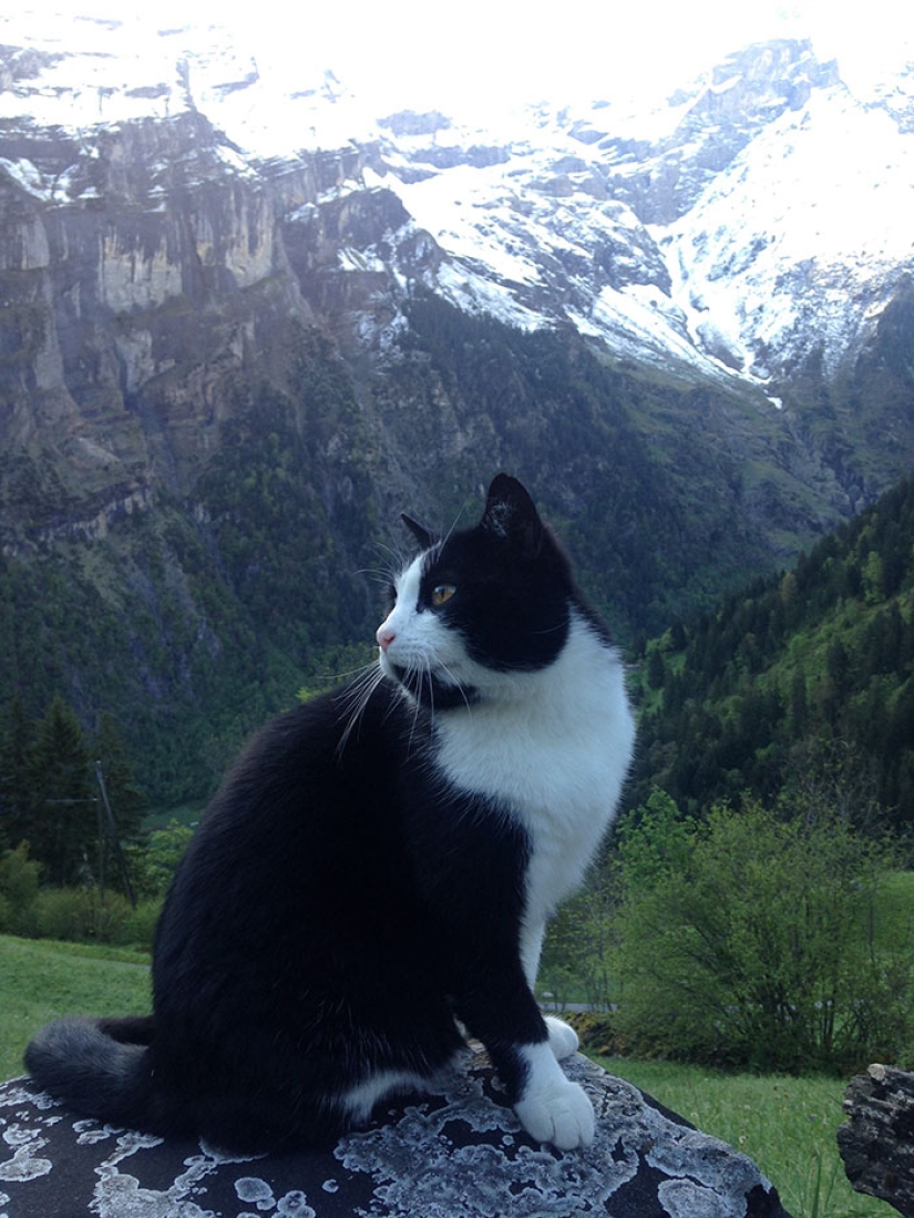 A cat rescued a traveler who got lost in the mountains of Switzerland