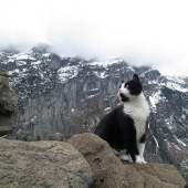 A cat rescued a traveler who got lost in the mountains of Switzerland