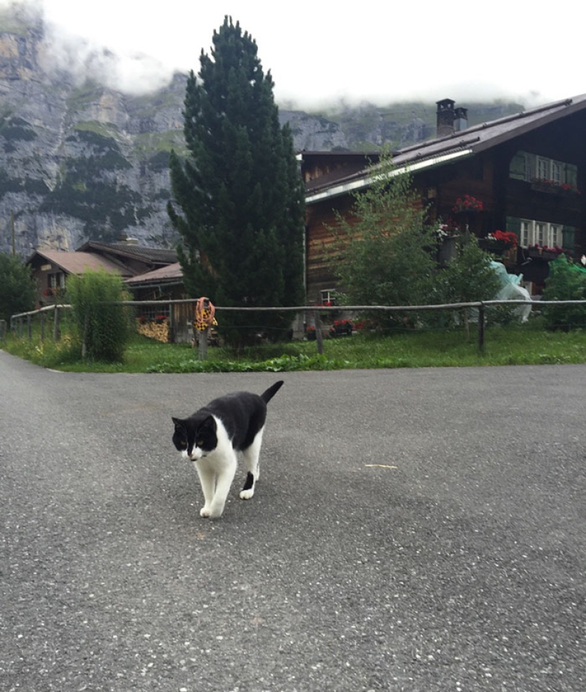 A cat rescued a traveler who got lost in the mountains of Switzerland