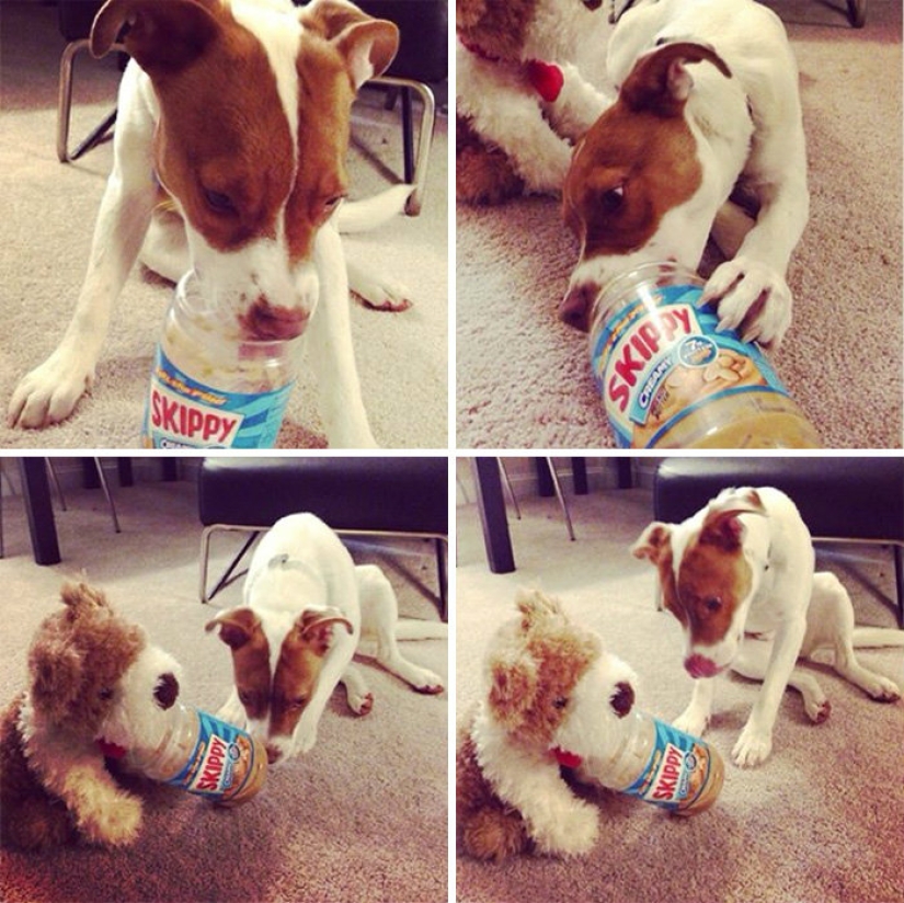 A dog can be funny: it's hard to look at these best friends of a person without a smile A dog can be funny: it's hard to look at these best friends of a person without a smile