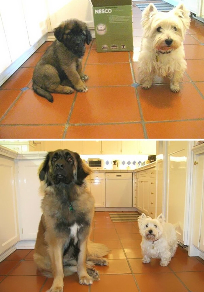 A dog can be funny: it's hard to look at these best friends of a person without a smile A dog can be funny: it's hard to look at these best friends of a person without a smile