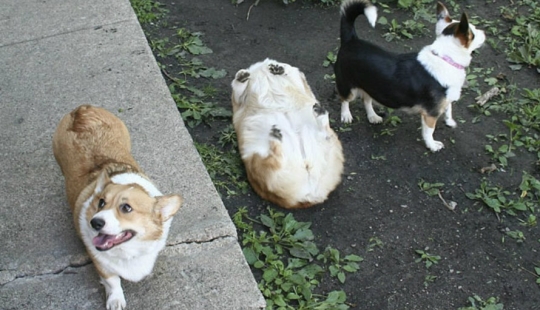 A dog can be funny: it's hard to look at these best friends of a person without a smile