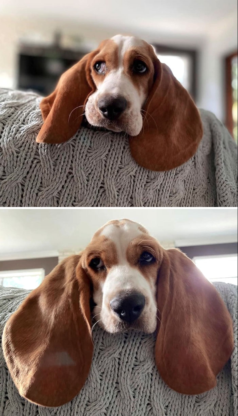 “A Few Sizes Too Big”: 20 Animals That Were Gifted With Enormous Ears