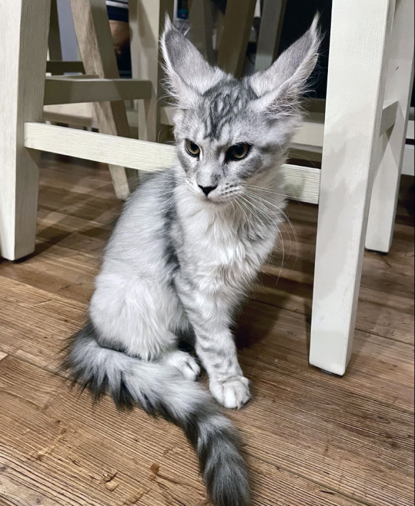 “A Few Sizes Too Big”: 20 Animals That Were Gifted With Enormous Ears