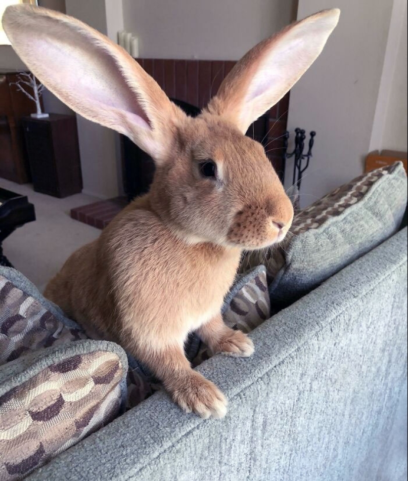 “A Few Sizes Too Big”: 20 Animals That Were Gifted With Enormous Ears