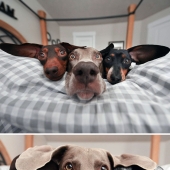 “A Few Sizes Too Big”: 20 Animals That Were Gifted With Enormous Ears