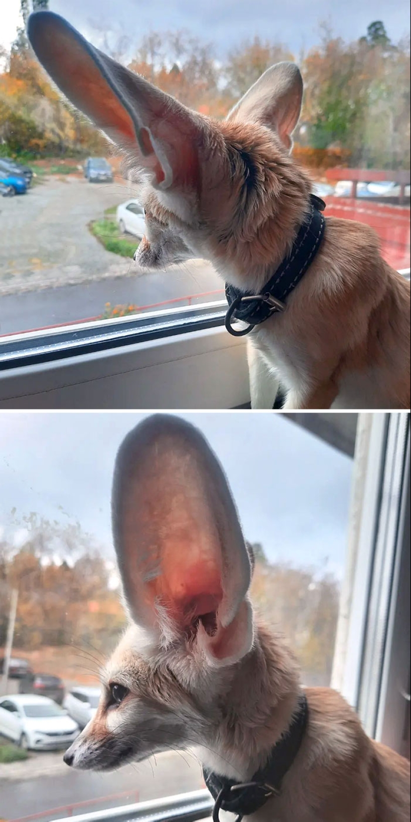 “A Few Sizes Too Big”: 20 Animals That Were Gifted With Enormous Ears