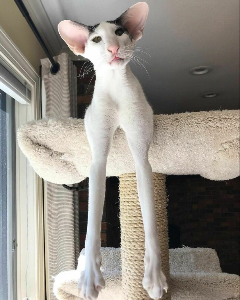 “A Few Sizes Too Big”: 20 Animals That Were Gifted With Enormous Ears