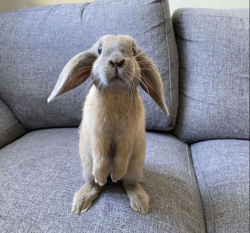 “A Few Sizes Too Big”: 20 Animals That Were Gifted With Enormous Ears