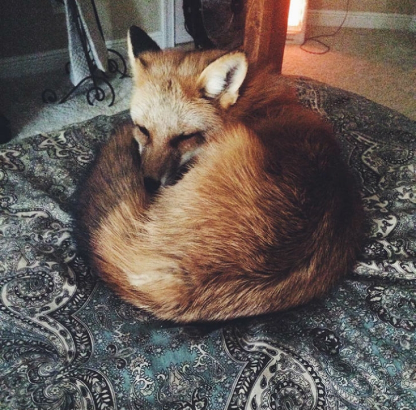 A fox that loves to hunt for an invisible mouse in a sheet