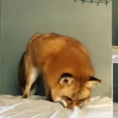 A fox that loves to hunt for an invisible mouse in a sheet