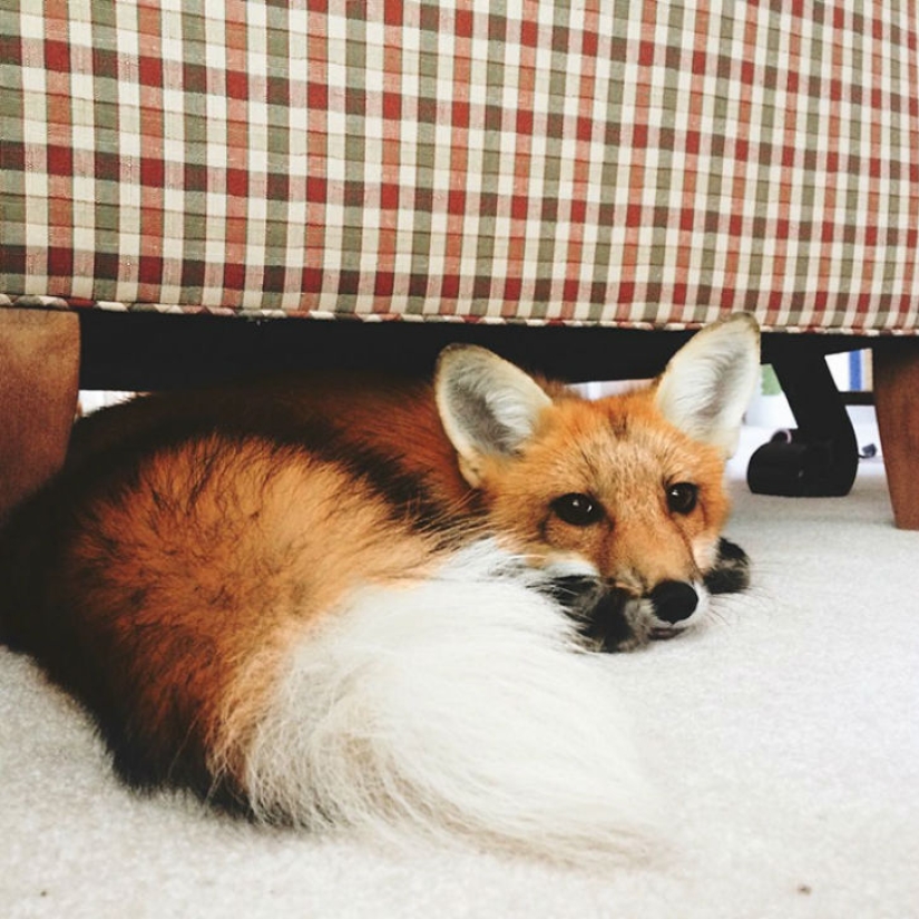 A fox that loves to hunt for an invisible mouse in a sheet