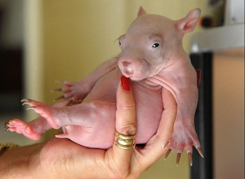 A funny and strange sight: bald animals A funny and strange sight: bald animals