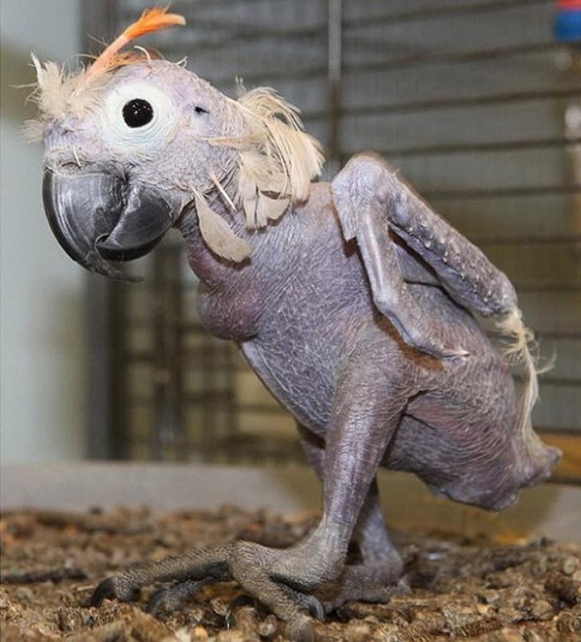 A funny and strange sight: bald animals A funny and strange sight: bald animals