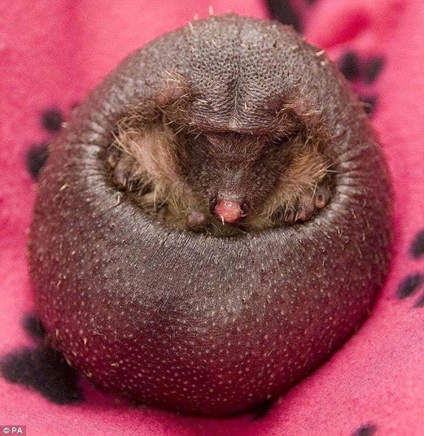 A funny and strange sight: bald animals A funny and strange sight: bald animals