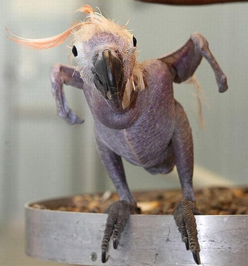 A funny and strange sight: bald animals A funny and strange sight: bald animals