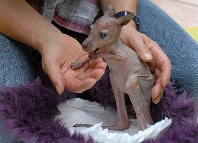 A funny and strange sight: bald animals A funny and strange sight: bald animals