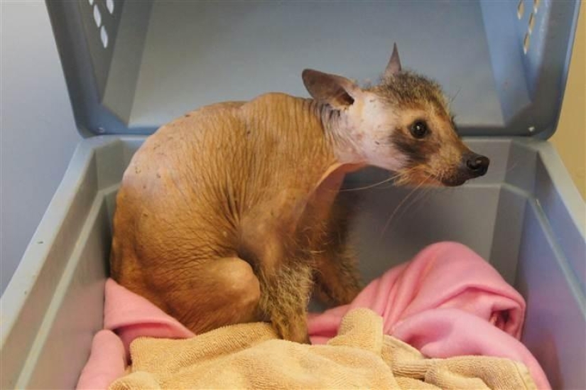 A funny and strange sight: bald animals A funny and strange sight: bald animals