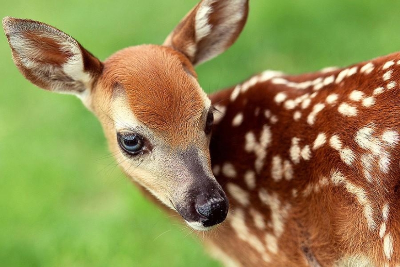 A girl and her deer - the story of an unusual pet