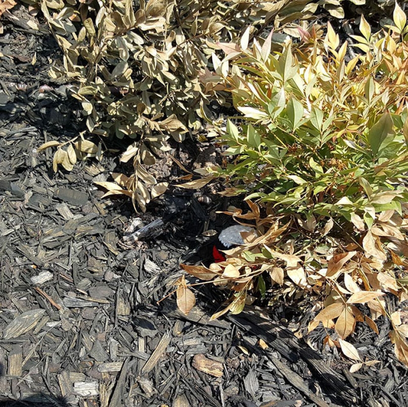 A good Samaritan crochets Pokemon and leaves them in places where they can be caught in Pokemon Go A good Samaritan crochets Pokemon and leaves them in places where they can be caught in Pokemon Go