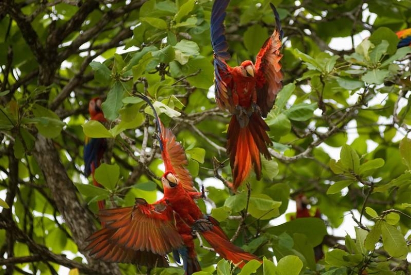 A great photo tour through the Amazon forests