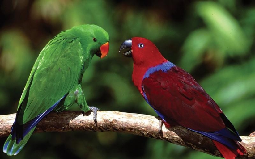 A great photo tour through the Amazon forests