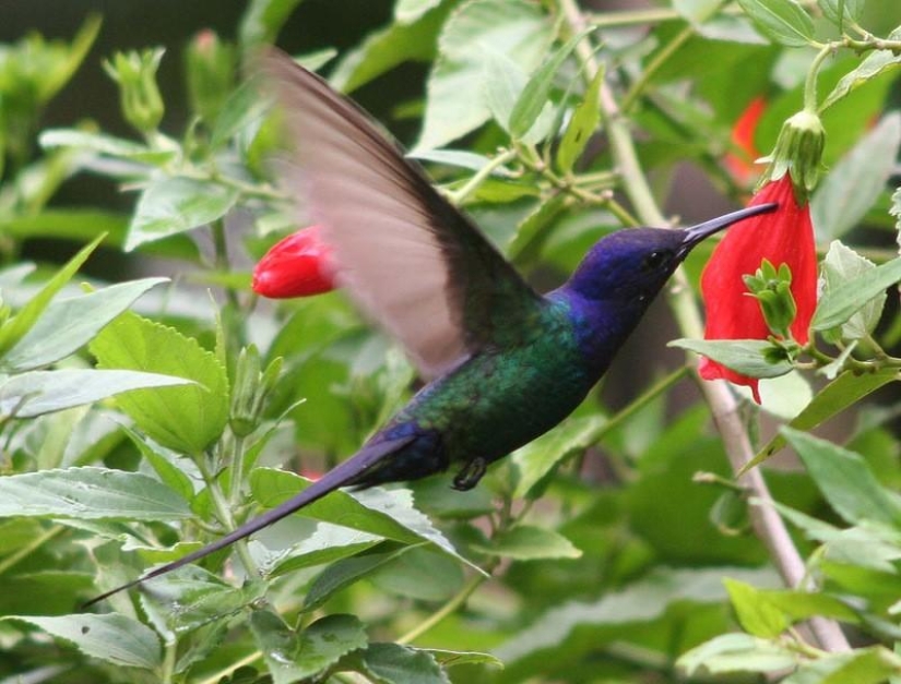 A great photo tour through the Amazon forests