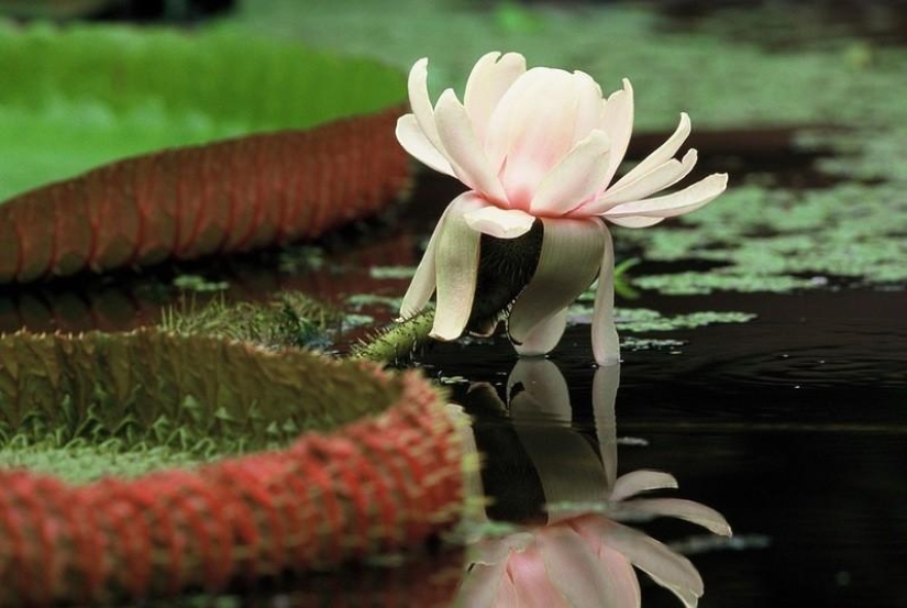 A great photo tour through the Amazon forests