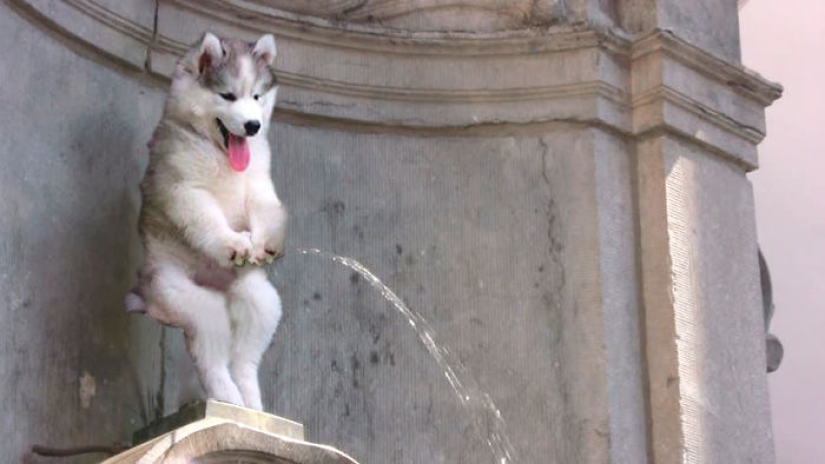 A husky puppy got stuck on a palm tree, and the Internet decided to help with photojabs A husky puppy got stuck on a palm tree, and the Internet decided to help with photojabs