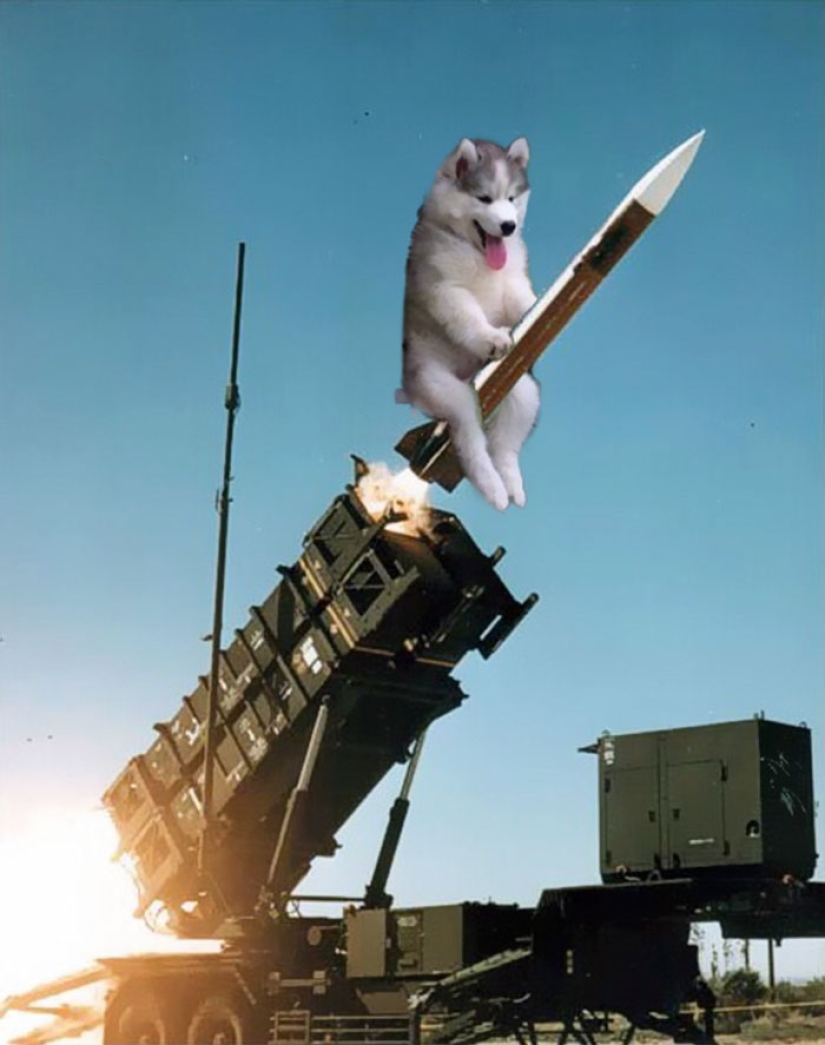 A husky puppy got stuck on a palm tree, and the Internet decided to help with photojabs A husky puppy got stuck on a palm tree, and the Internet decided to help with photojabs