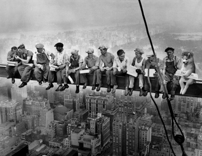 A husky puppy got stuck on a palm tree, and the Internet decided to help with photojabs A husky puppy got stuck on a palm tree, and the Internet decided to help with photojabs