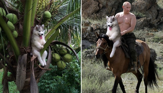 A husky puppy got stuck on a palm tree, and the Internet decided to help with photojabs