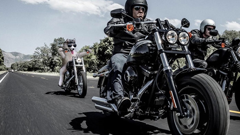 A husky puppy got stuck on a palm tree, and the Internet decided to help with photojabs A husky puppy got stuck on a palm tree, and the Internet decided to help with photojabs