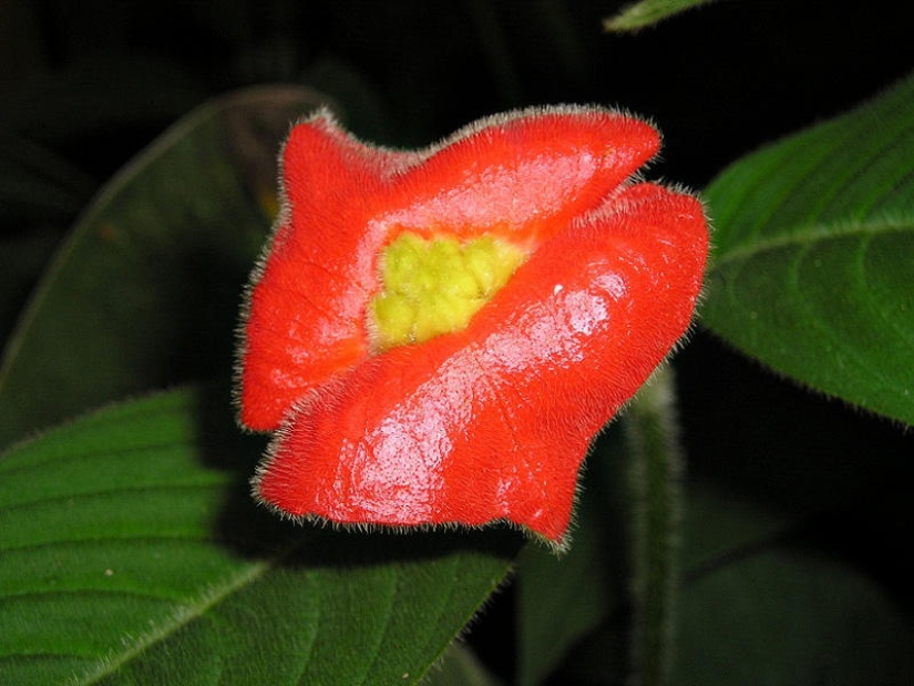 A joke of nature - an amazing flower "Whore lips"