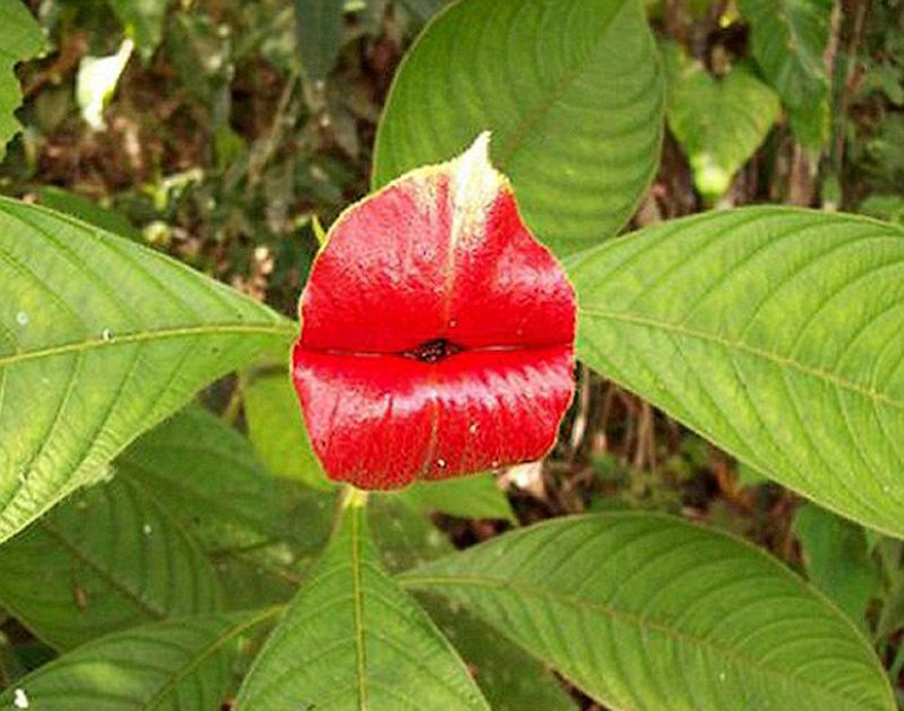 A joke of nature - an amazing flower "Whore lips"
