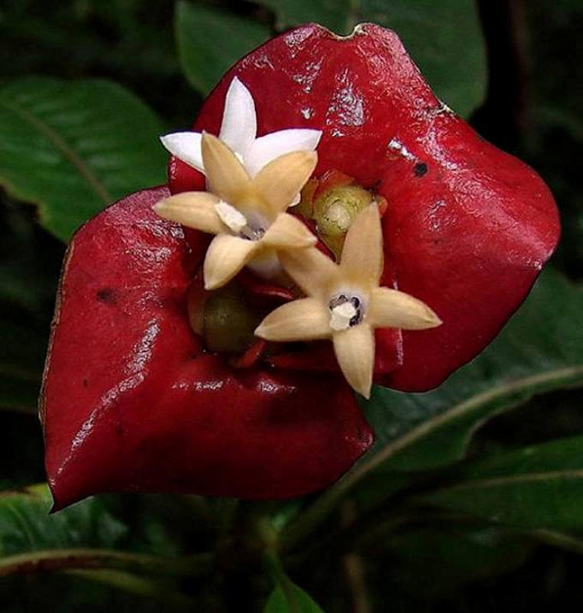 A joke of nature - an amazing flower "Whore lips"