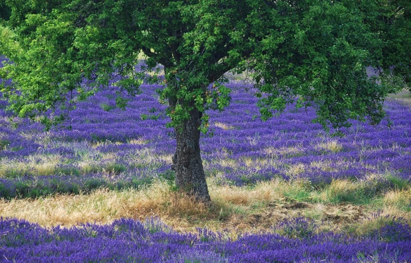 A journey through the most fragrant region of France A journey through the most fragrant region of France