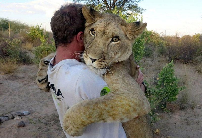 A lioness named Sirga