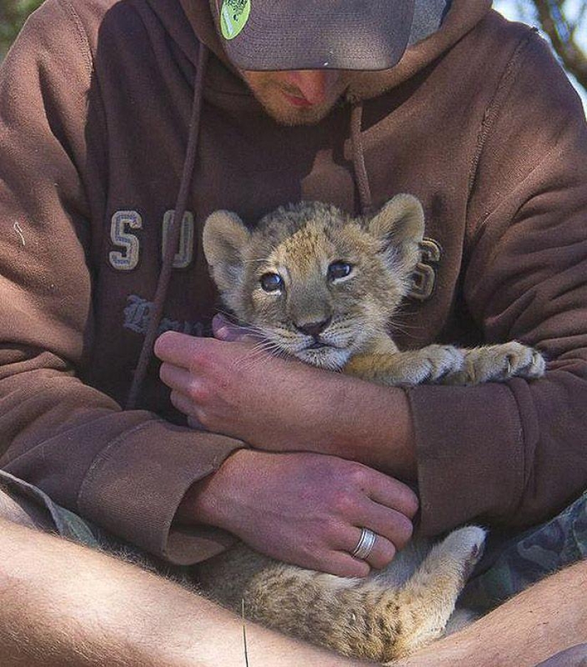 A lioness named Sirga