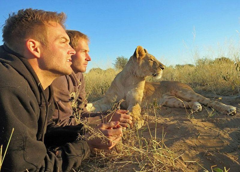 A lioness named Sirga