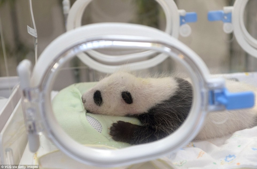 A little panda from Shanghai turned one month old, and she is already very active A little panda from Shanghai turned one month old, and she is already very active
