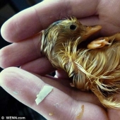 A newborn and not an ugly duckling at all